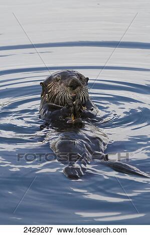 Sea Otter swimming in Harbor in Whittier, Southcentral Alaska, Spring View Large Photo Image Stock Photo - Sea Otter swimming in Harbor in Whittier, Southcentral Alaska, Spring. Fotosearch