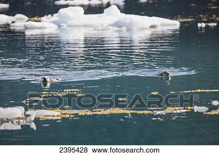 Sea Otters (Enhydra lutris) resting on ice bergs floating in Barry Arm in springtime, Prince William Sound, Chugach National Forest; Alaska, United States of America View Large Photo Image Stock Photo - Sea Otters (Enhydra lutris) resting on ice bergs floating in Barry Arm in springtime, Prince William Sound, Chugach National Forest; Alaska, United States of America. Fotosearch