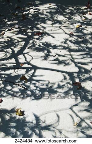 Shadow of a tree on a walkway scattered with fallen leaves in autumn; Ulpotha, Embogama, Sri Lanka View Large Photo Image Picture - Shadow of a tree on a walkway scattered with fallen leaves in autumn; Ulpotha, Embogama, Sri Lanka. Fotosearch