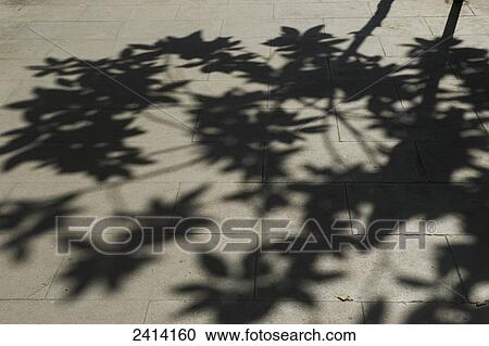 Shadow of a tree on the ground; Barcelona, Spain View Large Photo Image Stock Image - Shadow of a tree on the ground; Barcelona, Spain. Fotosearch