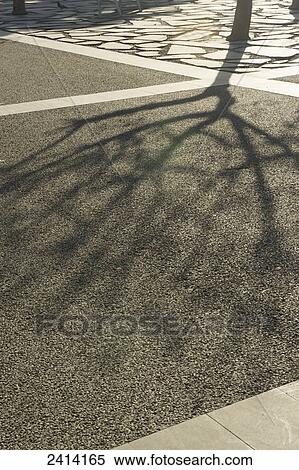 Stock Photography - Shadow of a tree on the pavement; Barcelona, Spain. Fotosearch