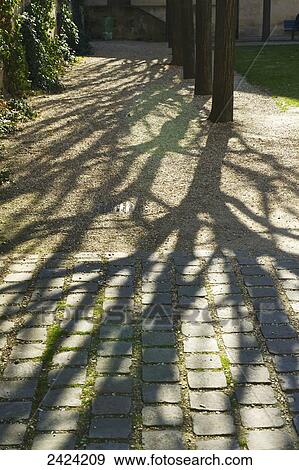 Shadows of trees cast on a walkway in the historical district of Marais; Paris, France View Large Photo Image Stock Photo - Shadows of trees cast on a walkway in the historical district of Marais; Paris, France. Fotosearch