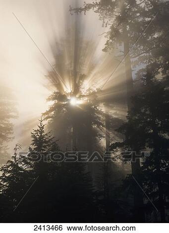 Stock Photograph - Shafts of sunlight shine through Siskiyou National Forest; Powers, Oregon, United States of America. Fotosearch