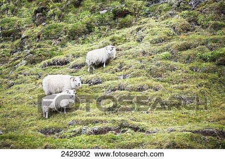 Stock Image - Sheep on a hillside; Iceland. Fotosearch