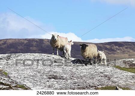 Stock Image - Sheep standing on a rock, near Caherdaniel; County Kerry, Ireland. Fotosearch