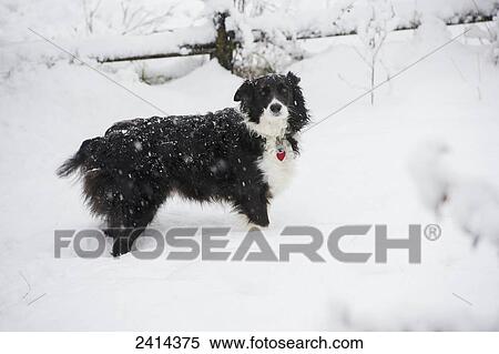 Sheepdog in the snow looking at camera; Fallston, Maryland, United States of America View Large Photo Image Stock Photography - Sheepdog in the snow looking at camera; Fallston, Maryland, United States of America. Fotosearch