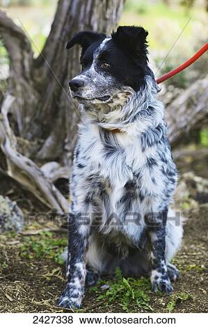 Stock Photo - Shelter dog awaiting adoption; Glenwood Springs, Colorado, United States of America. Fotosearch
