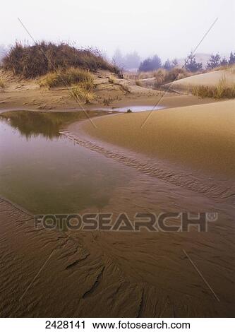 Shifting sand reveals the water table; Lakeside, Oregon, United States of America View Large Photo Image Stock Image - Shifting sand reveals the water table; Lakeside, Oregon, United States of America. Fotosearch