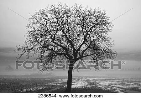 Picture - Silhouette of a leafless tree in a wet, foggy field; Locarno, Ticino, Switzerland. Fotosearch