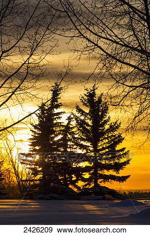 Stock Photo - Silhouette of evergreen trees framed by tree branches in a snow covered field at sunrise with an orange cloudy sky; Calgary, Alberta, Canada. Fotosearch