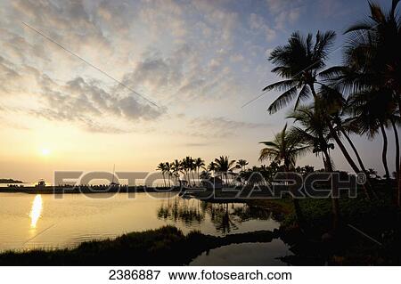 Silhouette of palm trees along the coastline at sunset; Island of Hawaii, Hawaii, United States of America View Large Photo Image Stock Photo - Silhouette of palm trees along the coastline at sunset; Island of Hawaii, Hawaii, United States of America. Fotosearch