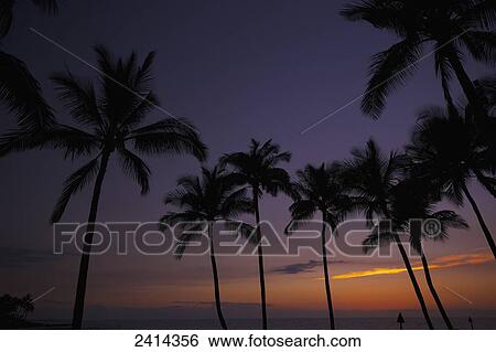 Silhouetted palm trees and a glowing sunset over the ocean; Kauai, Hawaii, United States of America View Large Photo Image Stock Photograph - Silhouetted palm trees and a glowing sunset over the ocean; Kauai, Hawaii, United States of America. Fotosearch