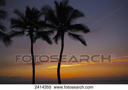 Silhouetted palm trees and a glowing sunset over the ocean; Kauai, Hawaii, United States of America View Large Photo Image Stock Photography - Silhouetted palm trees and a glowing sunset over the ocean; Kauai, Hawaii, United States of America. Fotosearch