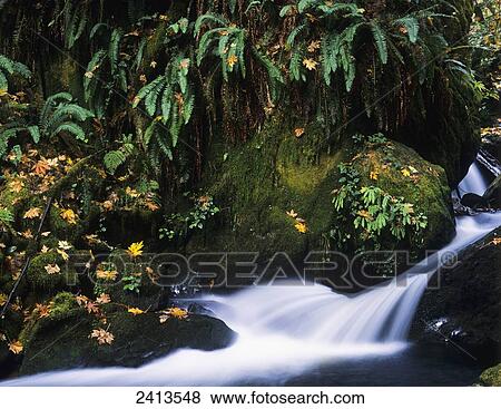 Stock Photo - Silver Creek flows through Golden and Silver Falls State Park; Reedsport, Oregon, United States of America. Fotosearch