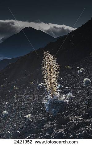Silversword (Argyroxiphium) grows in Haleakala Crater; Maui, Hawaii, United States of America View Large Photo Image Stock Image - Silversword (Argyroxiphium) grows in Haleakala Crater; Maui, Hawaii, United States of America. Fotosearch