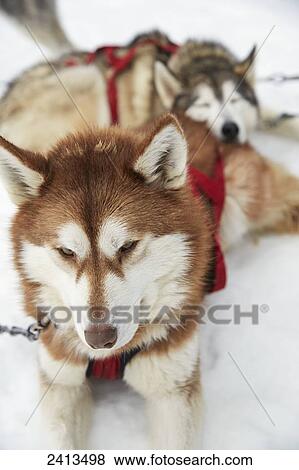 Sled dogs at the Haliburton Forest and Wildlife Reserve; Ontario, Canada View Large Photo Image Stock Photo - Sled dogs at the Haliburton Forest and Wildlife Reserve; Ontario, Canada. Fotosearch