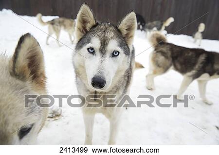 Stock Photo - Sled dogs at the Haliburton Forest and Wildlife Reserve; Ontario, Canada. Fotosearch