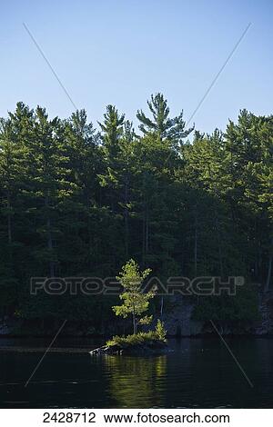 Small pine tree on small island; Ontario, Canada View Large Photo Image Stock Image - Small pine tree on small island; Ontario, Canada. Fotosearch