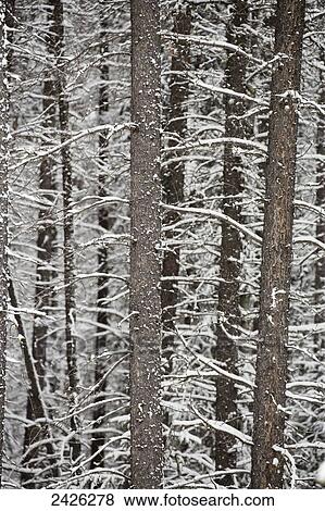 Snow covered branches; Banff, Alberta, Canada View Large Photo Image Stock Photo - Snow covered branches; Banff, Alberta, Canada. Fotosearch