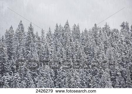 Stock Photo - Snow covered evergreen trees in a snowfall; Banff, Alberta, Canada. Fotosearch