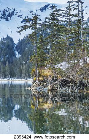 Snow covered mountains and shoreline with trees reflected in the waters of Harrison Lagoon, Chugach National Forest; Alaska, United States of America View Large Photo Image Picture - Snow covered mountains and shoreline with trees reflected in the waters of Harrison Lagoon, Chugach National Forest; Alaska, United States of America. Fotosearch
