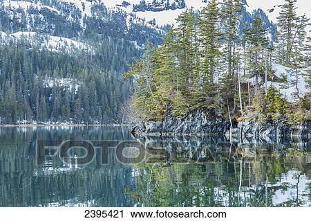 Snow covered mountains and shoreline with trees reflected in the waters of Harrison Lagoon, Chugach National Forest; Alaska, United States of America View Large Photo Image Stock Image - Snow covered mountains and shoreline with trees reflected in the waters of Harrison Lagoon, Chugach National Forest; Alaska, United States of America. Fotosearch