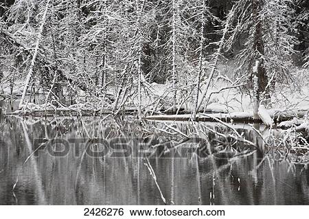 Snow covered tree reflected in tranquil water; Banff, Alberta, Canada View Large Photo Image Stock Photograph - Snow covered tree reflected in tranquil water; Banff, Alberta, Canada. Fotosearch