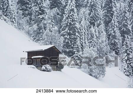 Picture - Snow covered wooden barn on a snow covered slope with snow covered trees; Lanserbach, Austria. Fotosearch