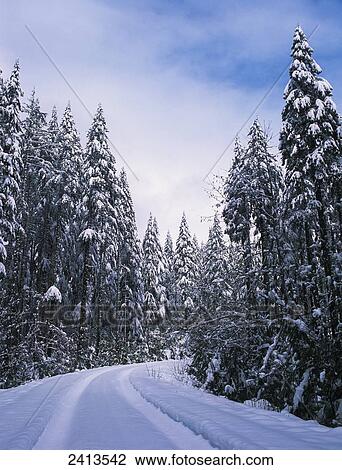 Snow on a road lined by forests; Reedsport, Oregon, United States of America View Large Photo Image Stock Image - Snow on a road lined by forests; Reedsport, Oregon, United States of America. Fotosearch