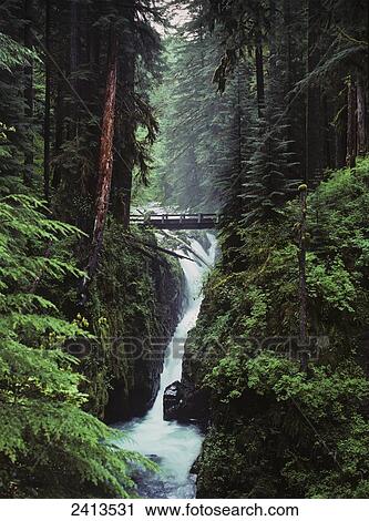 Sol Duc Falls plunges down the cliffs; Forks, Washington, United States of America View Large Photo Image Stock Image - Sol Duc Falls plunges down the cliffs; Forks, Washington, United States of America. Fotosearch