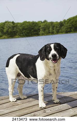 Springer spaniel mix dog on a dock at Blue Lake; Parry Sound, Ontario, Canada View Large Photo Image Stock Image - Springer spaniel mix dog on a dock at Blue Lake; Parry Sound, Ontario, Canada. Fotosearch