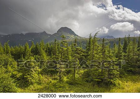 Spruce tree forest with mountain peak in background, Chugach National Forest, Prince William Sound; Cordova, Alaska, United States of America View Large Photo Image Stock Image - Spruce tree forest with mountain peak in background, Chugach National Forest, Prince William Sound; Cordova, Alaska, United States of America. Fotosearch