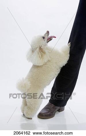 Standard Poodle Standing Against Leg Of Person View Large Photo Image Stock Image - Standard Poodle Standing Against Leg Of Person. Fotosearch