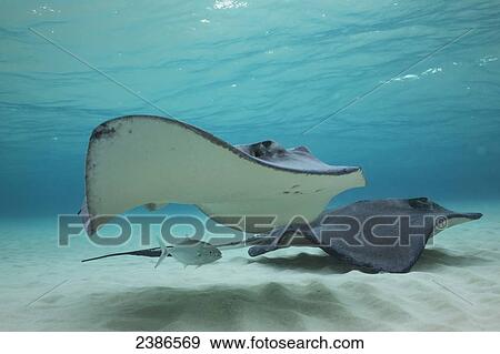 Stock Photo - Stingrays swimming over the sand in shallow water; Grand Cayman, Cayman Islands. Fotosearch