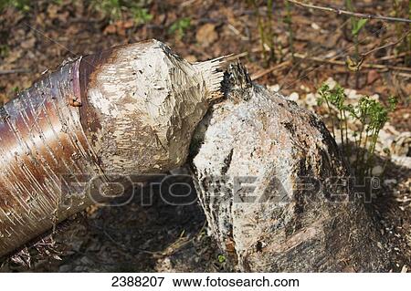 Stock Photo - Stump and base of birch tree cut down by beaver with beaver teeth marks, Denali State Park; Alaska, United States of America. Fotosearch