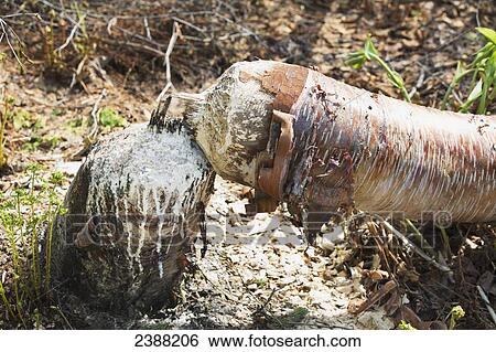 Stock Photograph - Stump and base of birch tree cut down by beaver with beaver teeth marks, Denali State Park; Alaska, United States of America. Fotosearch