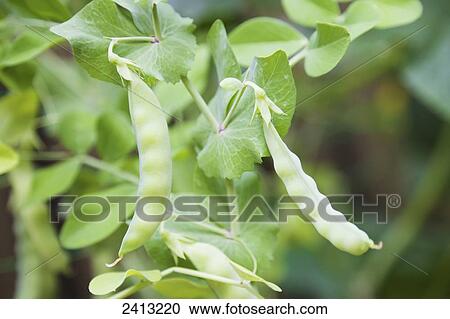 Sugar snap peas in a garden; Toronto, Ontario, Canada View Large Photo Image Stock Image - Sugar snap peas in a garden; Toronto, Ontario, Canada. Fotosearch