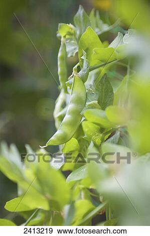 Sugar snap peas in a garden; Toronto, Ontario, Canada View Large Photo Image Stock Photo - Sugar snap peas in a garden; Toronto, Ontario, Canada. Fotosearch