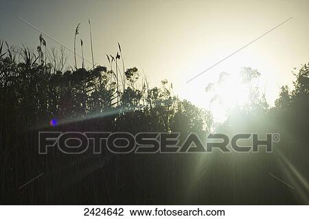 Stock Image - Sun rays shining through the tall grass at sunrise; Sardinia, Italy. Fotosearch