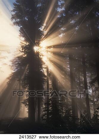 Sunbeams through the trees pierce the fog; Powers, Oregon, United States of America View Large Photo Image Stock Photo - Sunbeams through the trees pierce the fog; Powers, Oregon, United States of America . Fotosearch