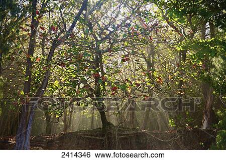 Sunlight streaming through the trees into a forest; Kauai, Hawaii, United States of America View Large Photo Image Stock Photograph - Sunlight streaming through the trees into a forest; Kauai, Hawaii, United States of America. Fotosearch