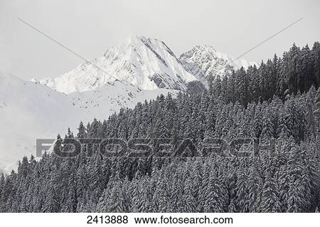 Sunlit snow covered mountain with snow covered trees shadowed in the foreground; Hintertux, Austria View Large Photo Image Stock Photo - Sunlit snow covered mountain with snow covered trees shadowed in the foreground; Hintertux, Austria. Fotosearch