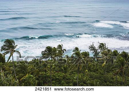 Surf and coconut palms are found along the north shore; Haena, Kauai, Hawaii, United States of America View Large Photo Image Stock Image - Surf and coconut palms are found along the north shore; Haena, Kauai, Hawaii, United States of America. Fotosearch