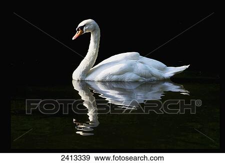 Stock Photo - Swan on River Thames; England. Fotosearch