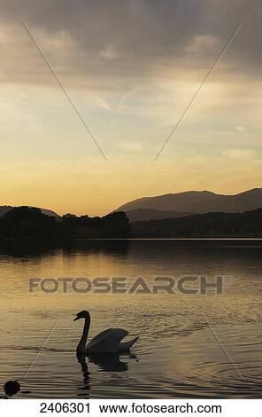 Stock Image - Swan swimming on the tranquil lake water at sunset; Lake District, Cumbria, England. Fotosearch