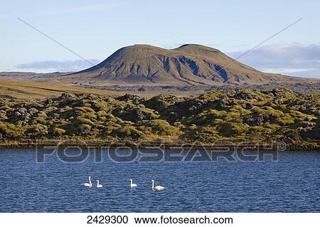 Swans swimming in a lake with majestic Icelandic topography in the background; Iceland View Large Photo Image Stock Image - Swans swimming in a lake with majestic Icelandic topography in the background; Iceland. Fotosearch