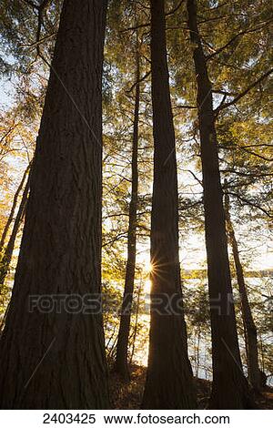 Tall trees at sunset on the shore of Cranberry Lake, St. Lawrence County, Adirondack Mountains; New York, United States of America View Large Photo Image Stock Photography - Tall trees at sunset on the shore of Cranberry Lake, St. Lawrence County, Adirondack Mountains; New York, United States of America. Fotosearch