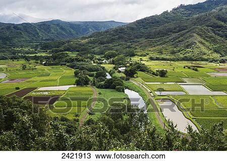 Stock Image - Taro is grown near Hanalei; Kauai, Hawaii, United States of America. Fotosearch