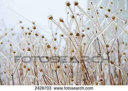 Stock Image - Teasels covered with ice; Toronto, Ontario, Canada. Fotosearch