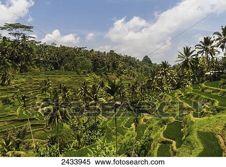 Tegallalang rice terraces, Bali, Indonesia View Large Photo Image Stock Photography - Tegallalang rice terraces, Bali, Indonesia. Fotosearch